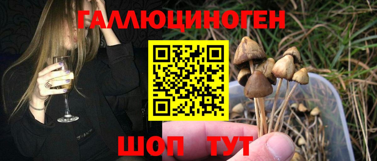 Галлюциногенные грибы Psilocybe Михайловка
